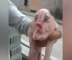 Mutant pig with human face and PENIS on forehead' caught on camera in China Mirror Online