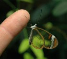 Greta oto - Glasswinged butterfly (Ithomiini) Borboleta transparente