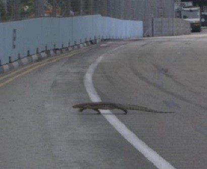 How a "giant lizard" on the track led to perhaps the weirdest radio message in F1 history