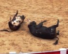 Bulls die in sickening clash of heads in Spanish bullfighting arena