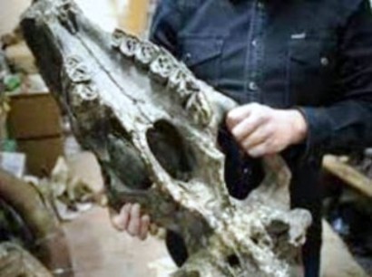 Череп неизвестного животного обнаружили ученые-палеонтологи в штате Калифорния в общественном парке