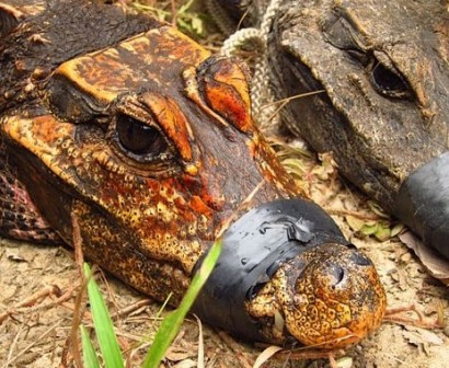 Weird orange crocodiles found gorging on bats in Gabon’s caves