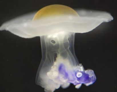 Средиземноморская или медуза жареное яйцо