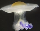 Poached egg? No, it's a rare jellyfish that looks just like it should be on your breakfast plate