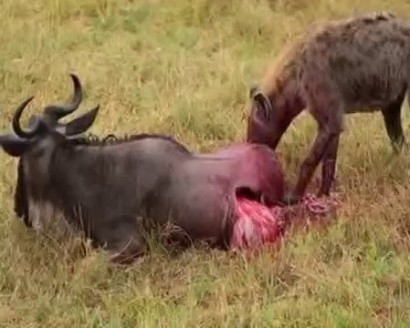 Most Horrible Hyenas Eating Animals Alive - Wildebeest, Zebra, Impala
