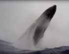 UNSEEN: Whale breach nearly misses swimmer