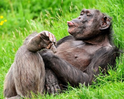 Գիտականորեն շիմպանզեն կապիկ չէ