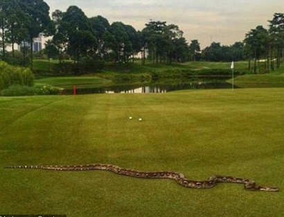 Six-foot long python interrupts PGA Tour event in Malaysia