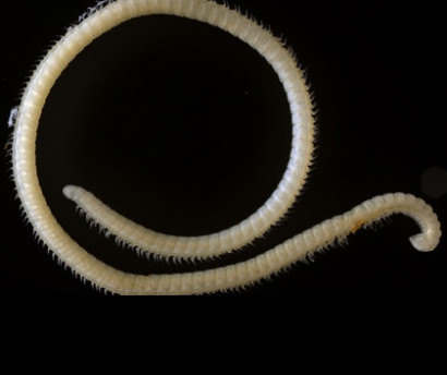New species of extremely leggy millipede discovered in a cave in California