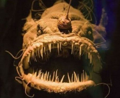Глубоководный морской чёрт — одно из самых уродливых животных на планете