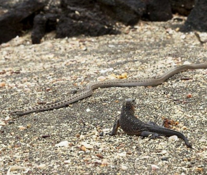 BBC-ի ցնցող կադրերը. ձվից նոր դուրս եկած ձագերի գոյատևման պայքարն` ընդդեմ 10-յակ օձերի