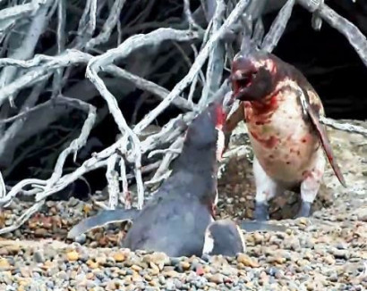Кровавая драка пингвинов попала на видео