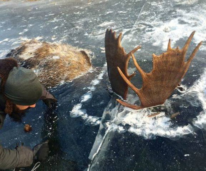 Էգի համար կռվող արու եղջերուներին ուժգին սառնամանիքը սառցե արձանների է վերածել