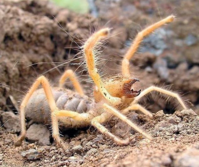 Фаланга – жуткий паукообразный монстр