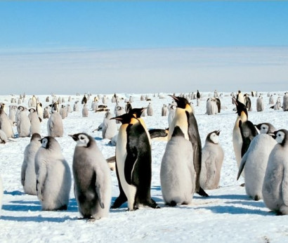 Пингвины склонны к некрофилии, педофилии, изнасилованиям и убийствам