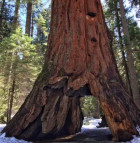 Pioneer Cabin Tree, Famous for Tunnel, Is Toppled by Storm