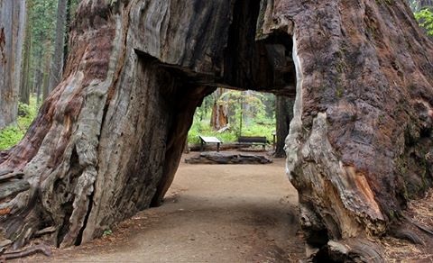 В Калифорнии упала знаменитая секвойя с тоннелем в стволе