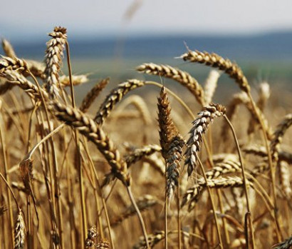 Archaeologists have discovered in China the seeds of wheat age almost three thousand years