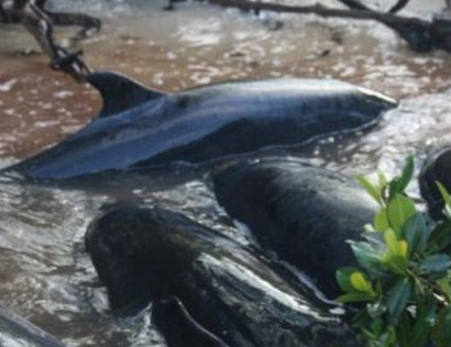 У берегов Флориды на берег выбросились 95 дельфинов