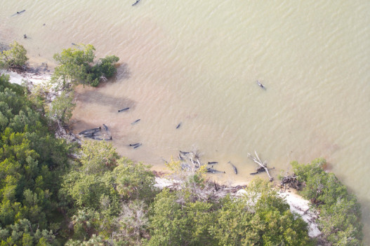 95 dolphins stranded off South Florida coast