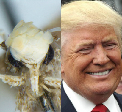 Newly Discovered Moth Species Named for President-Elect Trump