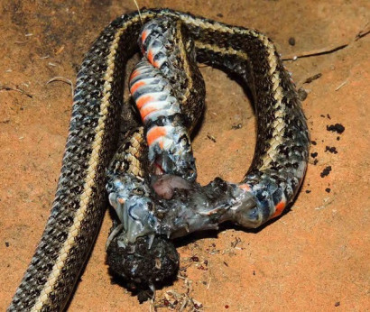 Վայրի բնության մեջ առաջին անգամ գրանցվել է դեպք, երբ տարանտուլն օձ է կերել