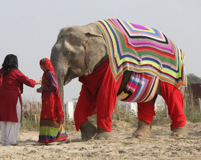 Huge jumpers knitted by villagers in India to keep elephants warm http