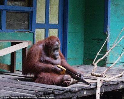 Orangutan saws a tree