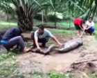 Shocked villagers capture monstrous snake that gorged on 2 of their goats