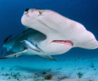 A new species of hammerhead shark