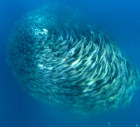 Predators Attack Fish Bait Ball - Blue Planet - BBC Earth