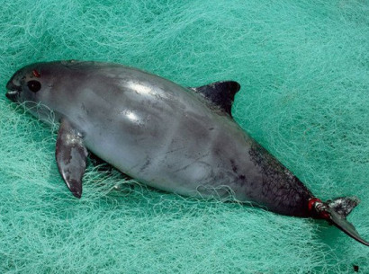 On Earth there are not more than 30 porpoises