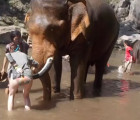 Elephant nearly killed by tourist in Thailand