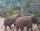 Wild Elephants Make Sensation on Highway in Southwest China