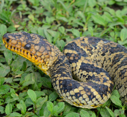 В Бразилии поймали редчайшую змею
