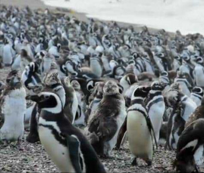 Более миллиона пингвинов на побережье Аргентины