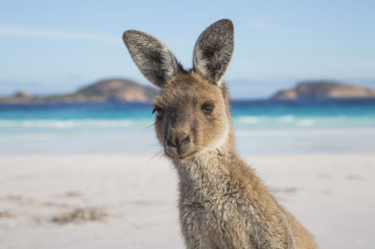 Ավստրալիայի գեղատեսիլ բնությունը` ճանապարհորդ զույգի գրավիչ ֆոտոշարքում