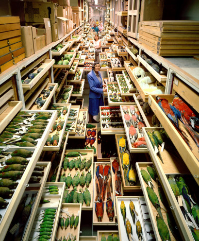 Incredible US Museum of Natural History Secret Collections Backstage Photography