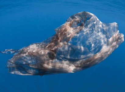 Может ли кит сбросить с себя кожу?