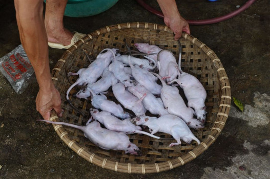 Ինչպես են Վիետնամում որսում և պատրաստում ամենահարգի ուտեստն` առնետը միսը