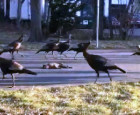 Why exactly are these turkeys circling a dead cat?