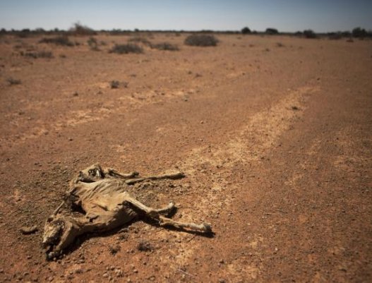 Սոմալիում երաշտից սատկում են ընտանի կենդանիները` դառնալով սովի պատճառ