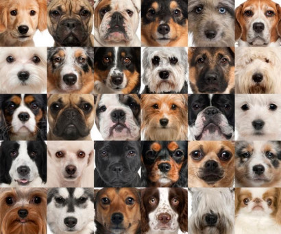 «Մուտանտ» շները` տարբեր ցեղատեսակների շների խաչասերման արդյունք