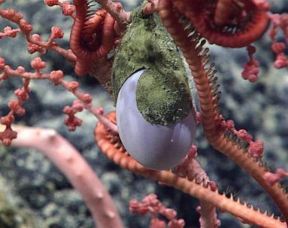 Baffling purple egg-growing plant discovered on deep-sea dive... What is it?