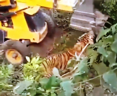 In India, a construction worker crushed a tiger-killer with an excavator