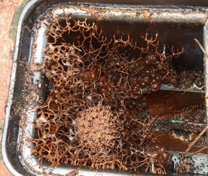 Ջրաչափի արկղում հայտնաբերված սարսափեցնող երևույթը, պարզվել է` եզակի մեղուների բույն է