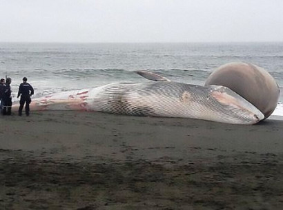 She's gonna blow! Mystery as dead whale with balloon-like swelling that could burst at any minute is found on a Chilean beach