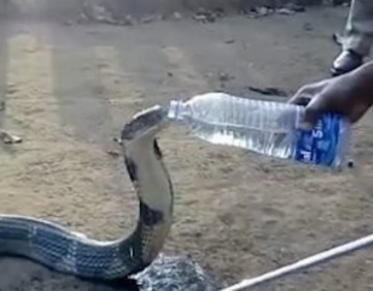 В Индии умирающая от жажды кобра попросила помощи у людей