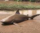 Huge man-eating shark found on road as Australia is battered by Cyclone Debbie