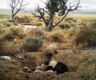 A Badger Can Bury A Cow By Itself